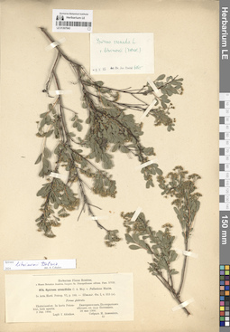 LE 01307043