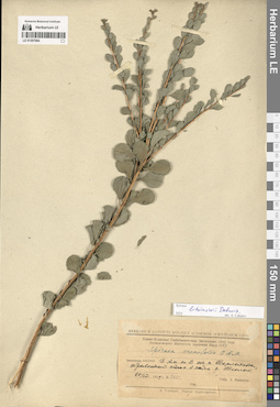 LE 01307064