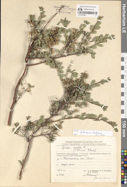 LE 01307065