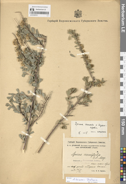 LE 01307073