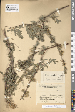 LE 01307074