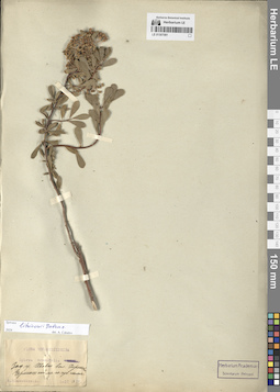LE 01307081